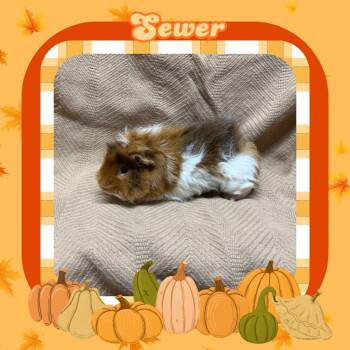 Rescue Guinea Pig Guinea Pigs for Adoption in Elizabethtown, Kentucky - Sewer | PetCurious